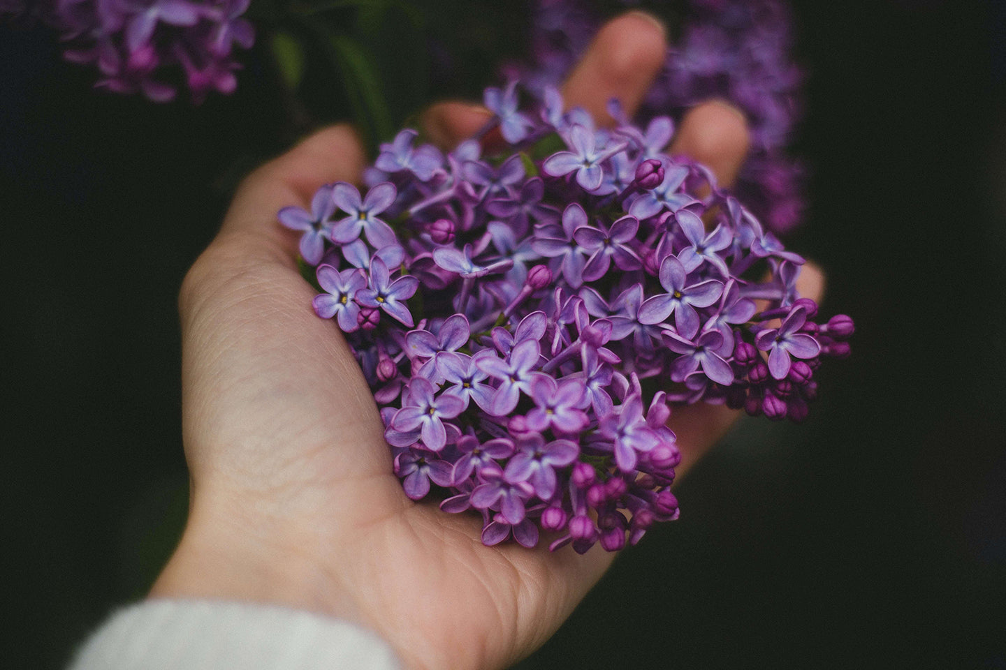 Lavender - sensuously calming wonder herb !